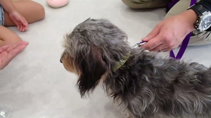 犬の幼稚園 ぎんくんとトレーニング