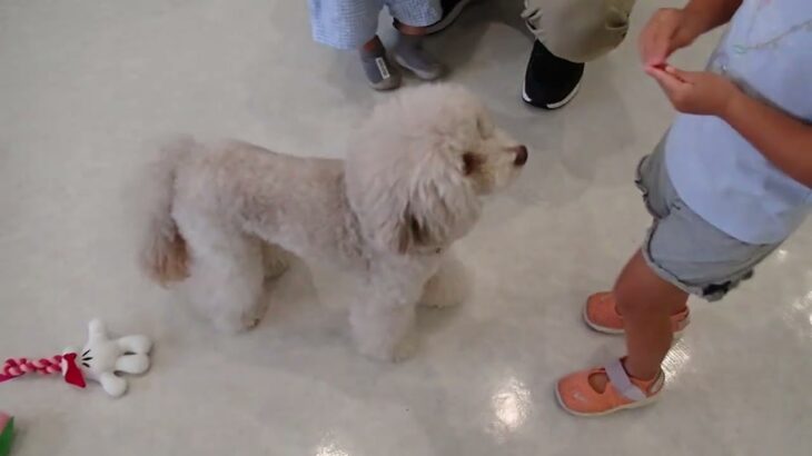 犬の幼稚園 ヴィーノくんとトレーニング