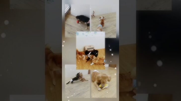 夏でも楽しくみんなと遊ぼう♪#こいぬ #しつけ方 #可愛い #癒し #犬のいる生活
