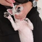 犬の幼稚園 ハクくんとトレーニング