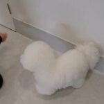 犬の幼稚園 ローヌくんとトレーニング