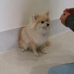 犬の幼稚園 ココアちゃんとトレーニング