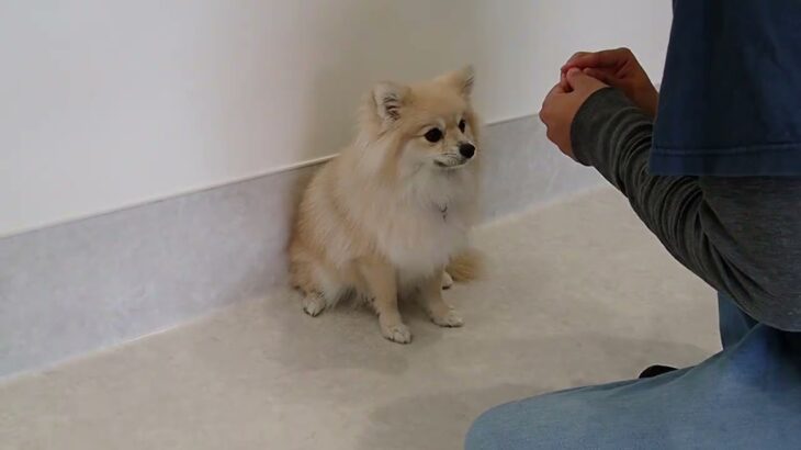犬の幼稚園 ココアちゃんとトレーニング