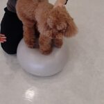 犬の幼稚園 ひなたくんとトレーニング