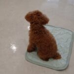 犬の幼稚園 くんくんちゃんとトレーニング