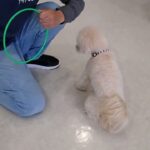 犬の幼稚園 空ちゃんとトレーニング