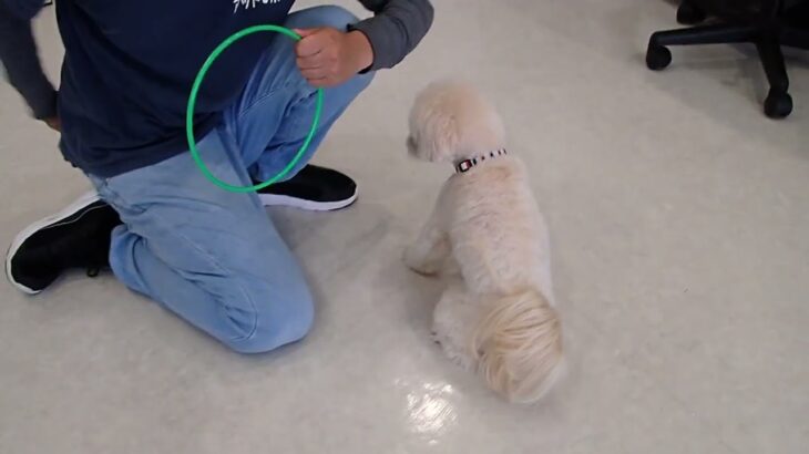 犬の幼稚園 空ちゃんとトレーニング