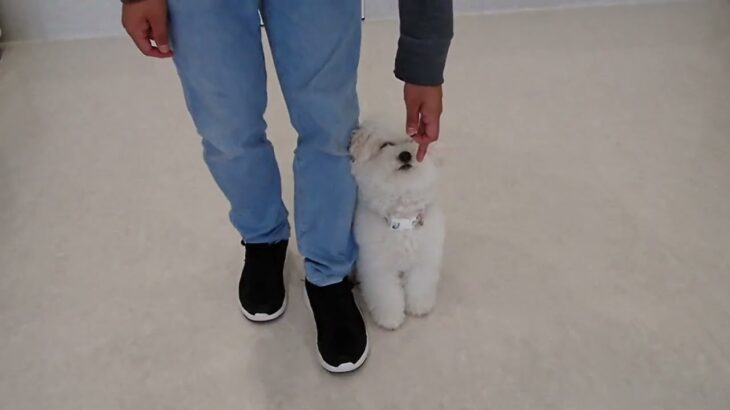 犬の幼稚園 ロージーちゃんとトレーニング