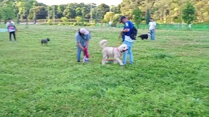 ドッグクラブじぇんとる犬メンテナンストレーニング風景