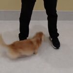犬の幼稚園 凜ちゃんとトレーニング