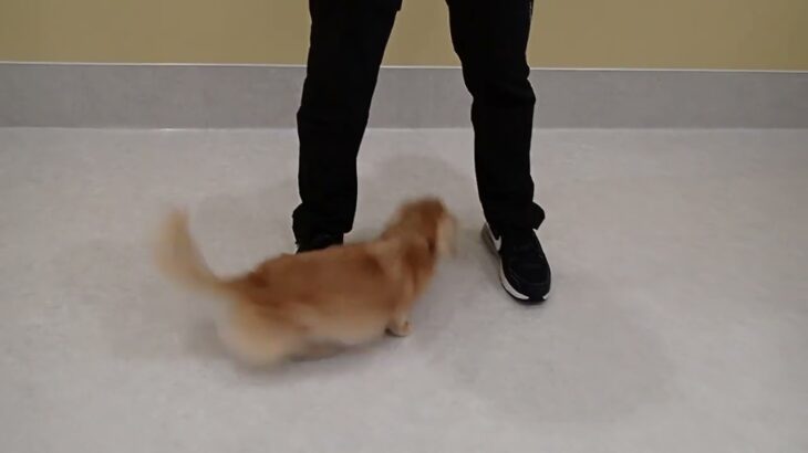 犬の幼稚園 凜ちゃんとトレーニング
