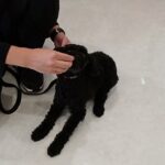 犬の幼稚園 ファランくんとトレーニング