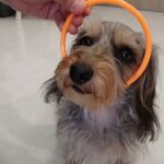 犬の幼稚園 ぎんくんとトレーニング