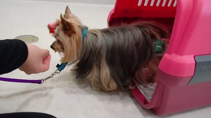 犬の幼稚園 あずちゃんとトレーニング