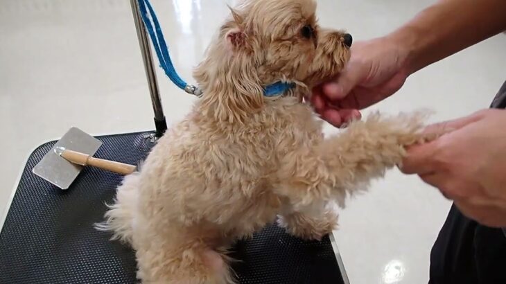 犬の幼稚園 ルークくんとトレーニング