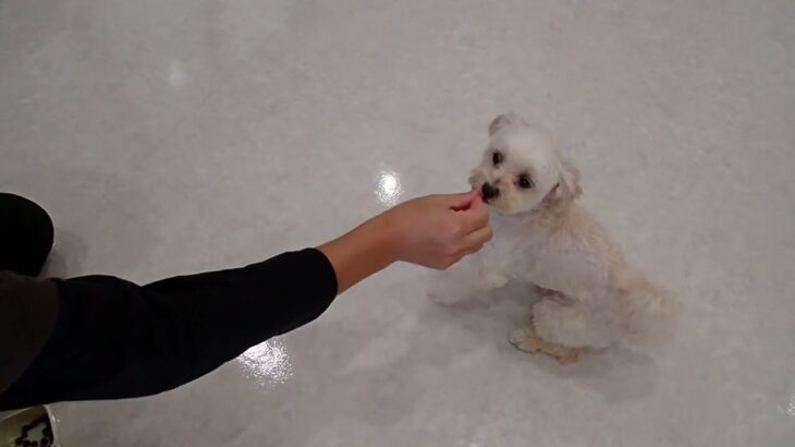 犬の幼稚園 きなこくんとトレーニング
