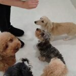 犬の幼稚園 ぎんくん＆にこまるくんとトレーニング