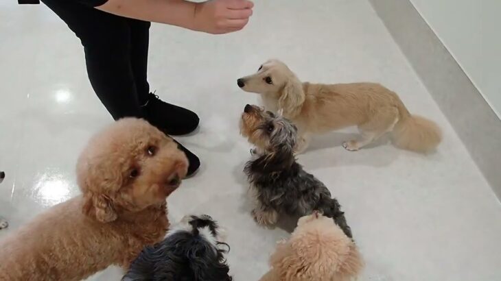 犬の幼稚園 ぎんくん＆にこまるくんとトレーニング