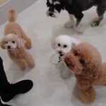 犬の幼稚園 ななちゃんとトレーニング