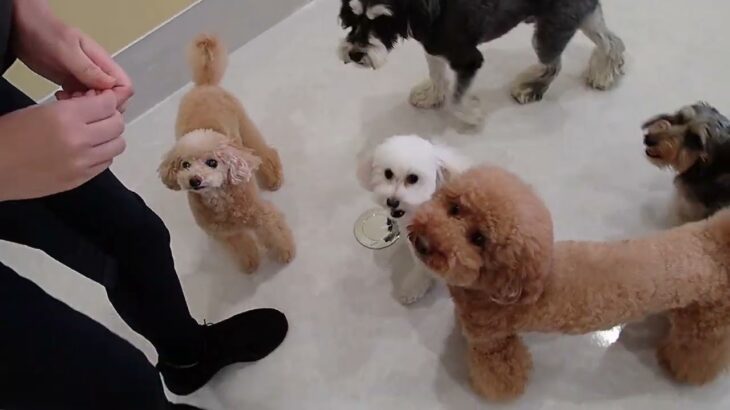 犬の幼稚園 ななちゃんとトレーニング