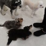 犬の幼稚園 メイちゃんとトレーニング