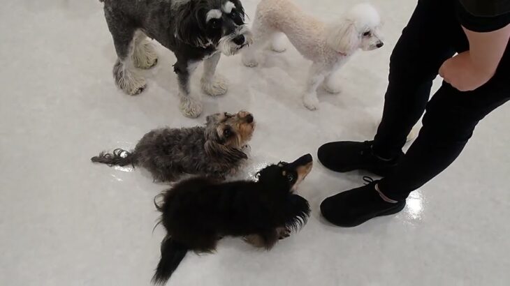 犬の幼稚園 メイちゃんとトレーニング