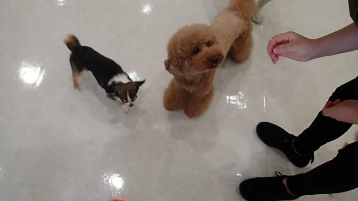 犬の幼稚園 のあくんとトレーニング