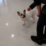 犬の幼稚園 はなちゃんとトレーニング