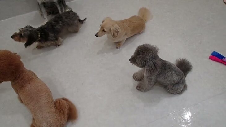 犬の幼稚園 輪くんとトレーニング