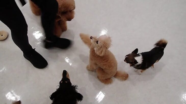 犬の幼稚園 ぴっぴちゃんとトレーニング