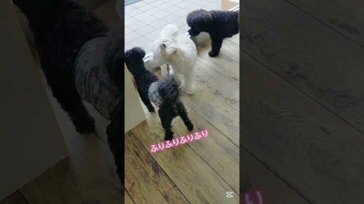 しっぽフリフリご挨拶🐶#こいぬ #しつけ方#かわいい犬