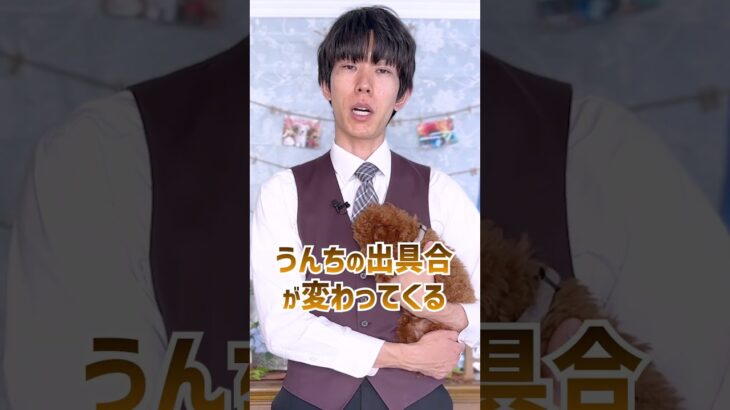 【犬の質問】愛犬が便秘な時はどうすればいいですか？