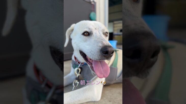 #ラブラドールレトリバー  #保護犬  #大型犬  #犬散歩 #犬のしつけ