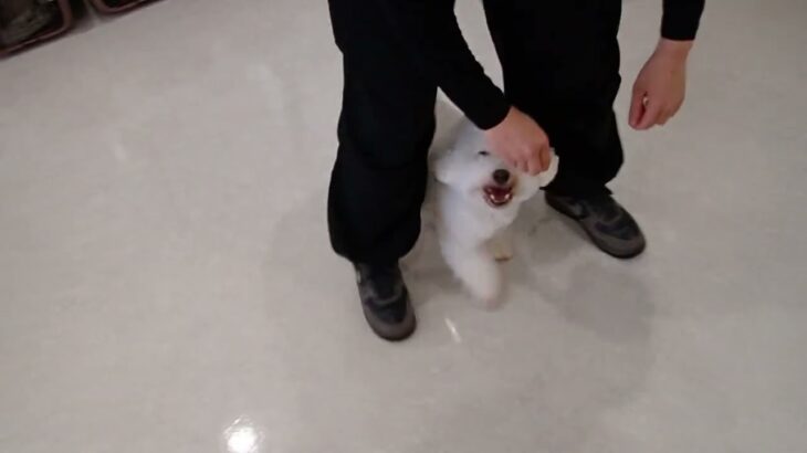 犬の幼稚園 ランディくんとトレーニング