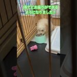 トイプードルのしつけ動画　#犬のいる暮らし #癒し