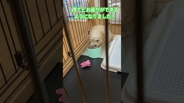 トイプードルのしつけ動画　#犬のいる暮らし #癒し