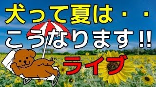 「夏の犬あるある」大会！　「うちの子はこうやって涼を取ります」や「夏になるとこうなる！」を話そう！