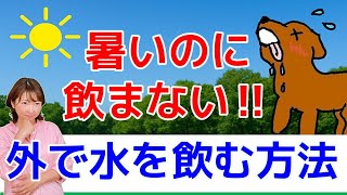 【犬 水飲まない】そうなの！？飼主さん必見！水を飲まない理由と解決法！犬のしつけエマチャンネル！【犬のしつけ＠横浜】