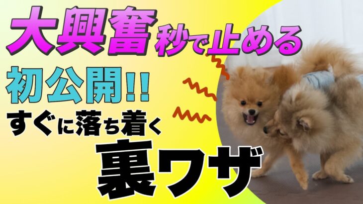 犬がすぐにおとなしくなる秘密の方法！