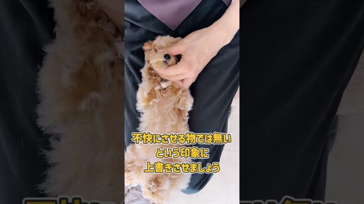 ブラシから逃げるワンちゃんはまだ慣れてないだけ！慣らす方法について解説！