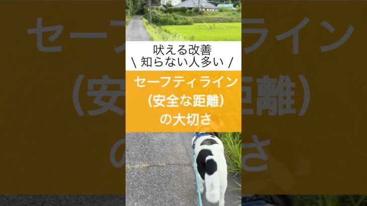 【犬】学習に必要なセーフティラインの大切さ #ドッグトレーナー #ドッグトレーニング #犬のいる暮らし #いぬのいる生活 #犬との暮らし #お散歩 #吠える #犬のしつけ
