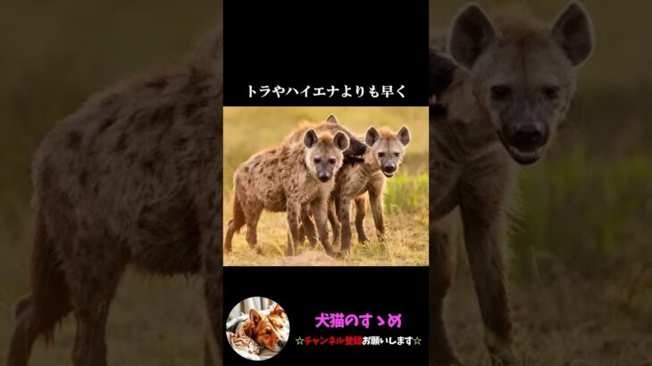 【ディープインパクトよりも早い犬とは？】世界一速い犬、グレイハウンドってどんな犬？ #ゆっくり解説  ＃しつけ #心理学 #犬のいる生活  #愛犬