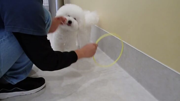 犬の幼稚園 ローヌくんとトレーニング