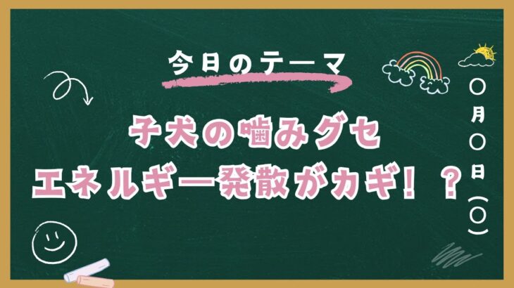【子犬のしつけ】甘噛みは「力技」じゃ無理！正しいエネルギー発散のコツ