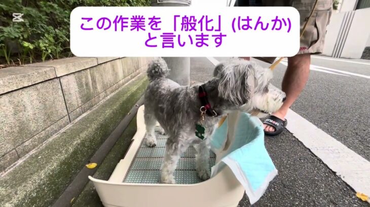 トイレトレーニング成功へのプロセス #犬 #トイレトレーニング #しつけ
