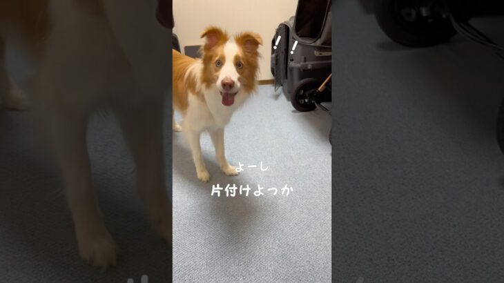 遊んだボールは自分で片付けるボーダーコリー