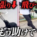 【実録】散歩のひっぱり、とびつきがヤバい犬をプロドッグトレーナーがしつけ改善します