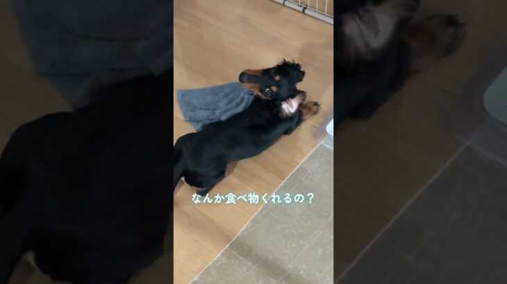 食休みキャンセル界隈躾ができない飼い主！ダックスフンドのようす #動物のいる暮らし #ダックスフンド #犬 #しつけ
