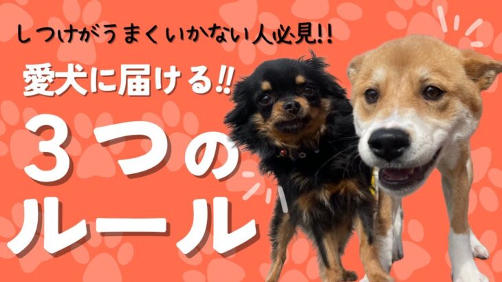 愛犬に届け！しつけを成功させる３つのルール