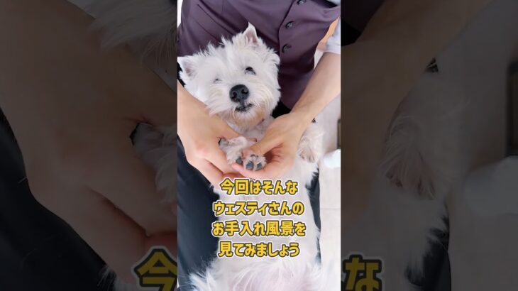 目ヤニ取りと耳掃除は慣れさせてあるとわんちゃんにとっての安心タイムに